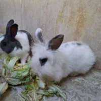 فروش خرگوش