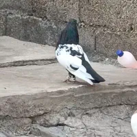 نر سینه سیاه درجه 1