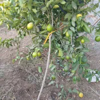 زمین طرح (فرهاد آتشکار) بالای رسالت