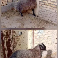 بره نر  بین  ۳۵ تا ۴۰ کیلو