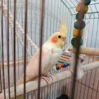 جفت عروس هلندی مولد و سرحال