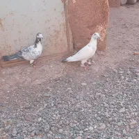 کفتر