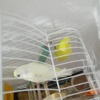 مرغ عشق اهلی