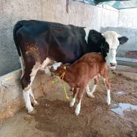 گاو تلیسه جوان با گوساله سیمنتال ماده