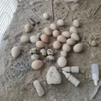 پرنده آواز خوان و تخم گذار