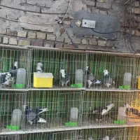 پنج جفت عروسک
