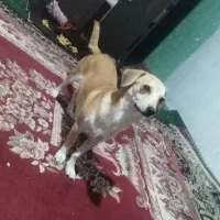 سگ پاکوتاه ماده با ی کوچ ماده خوشگل