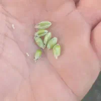 بذر گندم اکراینی آبی  تولید۲۰۲۵|خدمات باغبانی و درختکاری|مریوان, |دیوار