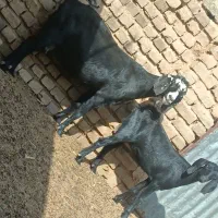 جا نمونی