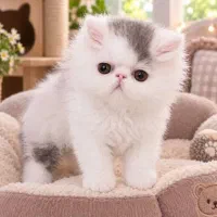 بچه گربه نر دو ماهه اصیل و زیبا