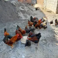 مرغ خروس محلی ارگانیک