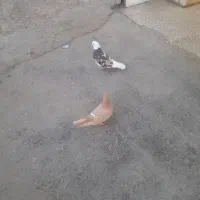 شازده  سرور نر