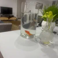 نیروی کمکی جهت خدمات منزل