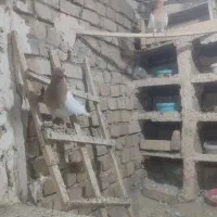 کفتر کله زرد