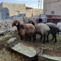 شیشک نر پرواری و بره پای پرواری سبک وزن|حیوانات مزرعه|فامنین, |دیوار