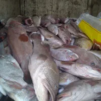 ماهی عمده و جزئی|ماهی|بهبهان, |دیوار