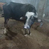 گاومیش نوبار|حیوانات مزرعه|قصابه, |دیوار