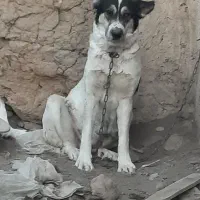 سگ لاس قدرجونی شکم پر فی مناسب|سگ|خمینیشهر, |دیوار