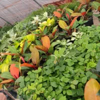 گل آپارتمانی