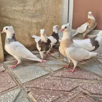 طوقی جوانه|پرنده|کرمانشاه, |دیوار