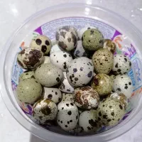 تخم بلدرچین