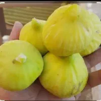 میوه|خوردنی و آشامیدنی|نهاوند, |دیوار