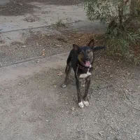 ژرمن میکس|سگ|هشتگرد, تهران دشت|دیوار