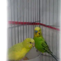 پرنده