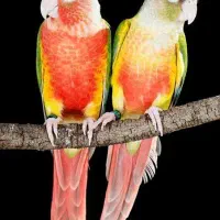 گرینچیک گم شده در فرهادگرد با ۵ میلیون مژده گانی|پرنده|فریمان, |دیوار