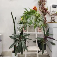 همه گل ها با هم