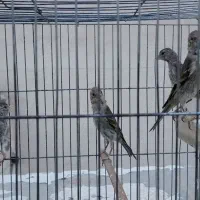 سهره قناری