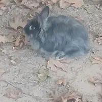 هفت عدد خرگوش همگی ماده|موش و خرگوش|پیشوا, |دیوار