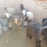 بره نر کشتاری