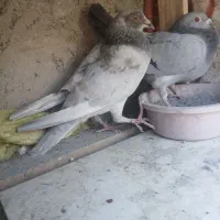 یه جفت پلاکی نر ماده|پرنده|خمینی‌شهر, |دیوار