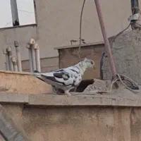 کبوتر سوسکی ماده ((گمشده))