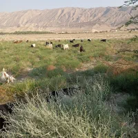 بز جوان