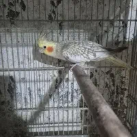 عروس هلندی ماده