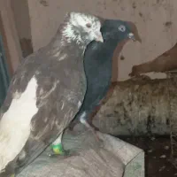 کبوتر جفت دم سفید