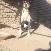 یه دونه سگ عراقی