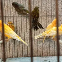 تعدادی قناری