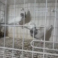 ۲عدد طوقی ماده درجه ۱|پرنده|دره شهر, |دیوار