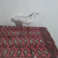 کبوتر پرشی نشوندار