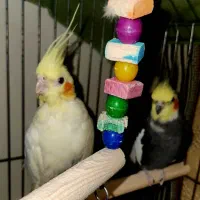 عروس هلندی جفت مولد|پرنده|محمدشهر, شهرک پیام (مهرالبرز)|دیوار