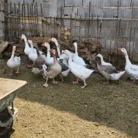 فروش مرغ خروس و غاز|حیوانات مزرعه|شیراز, گچی|دیوار