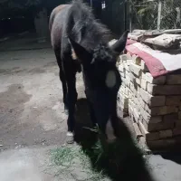 بچه اسب|اسب و تجهیزات اسبسواری|نیشابور, عطار|دیوار