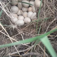 بلدرچین کوهی کرمانشاه