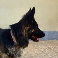 سگ ژرمن فروش معاوضه با گوشی دوچرخه سیستم و پرنده