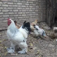 تخم مرغ نطفه دار برهما