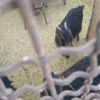 بزغاله ماده ریز قلم|حیوانات مزرعه|کمیجان, |دیوار