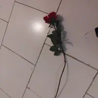 یک عدد شاخه گل رز|گل مصنوعی|تبریز, |دیوار